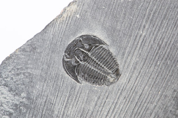 Trilobite fossile Elrathia kingi su matrice