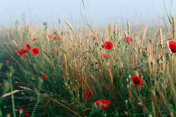 Fototapeta premium Red poppies and wheat in morning fog on Ukraine