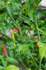 Red and green chilli peppers growing in the garden