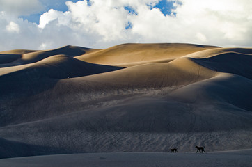 Fototapeta na wymiar Great sand dune landscape