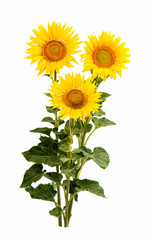 Sunflower isolated