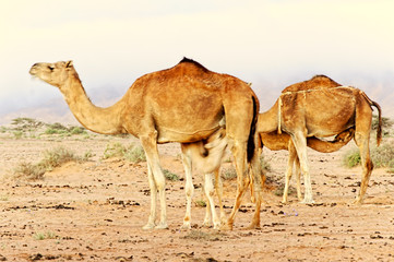 camels