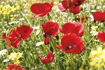 poppies flowers