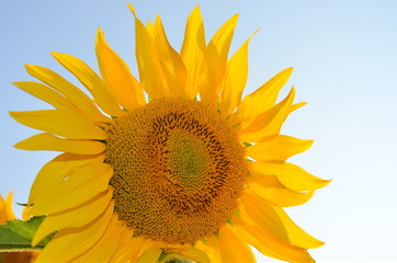 Sonnenblumen