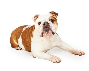 Obedient English Bulldog Laying While Looking Forward