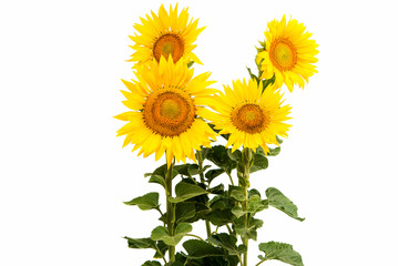 Obraz premium Sunflower isolated