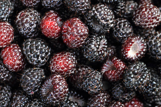 blackberries background