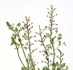 Erdrauch; Fumaria, Officinalis