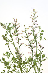 Erdrauch; Fumaria, Officinalis