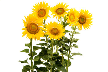 Fototapeta premium Sunflower isolated