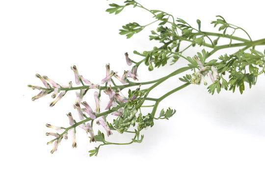Erdrauch; Fumaria, Officinalis