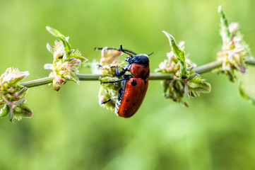 ladybug