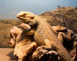 Bearded dragon