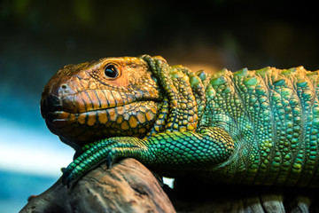 caiman lizard
