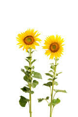 Naklejka premium Sunflower isolated
