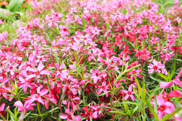 blurred background of pink flowers