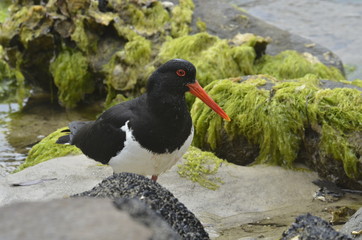 Кулик на кормежке