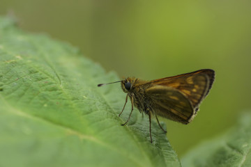 Schmetterling