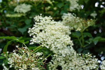 Elderflower