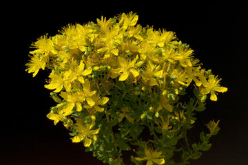 Johanniskraut, Hypericum, Perforatum, gelb,