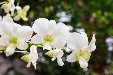 Beautiful White Orchid.