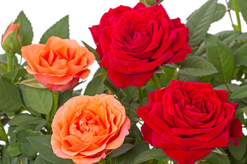 Orange and red roses