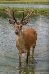 Naklejka premium stag in water