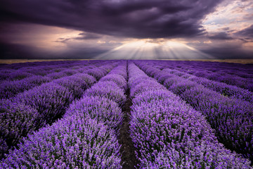 Rays over lavender field