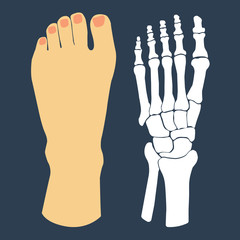 Flat design of  foot and  skeleton. 