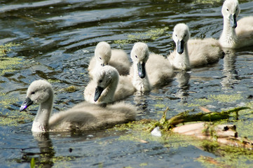 Fototapeta premium white swan - chicks