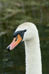 white swan - head