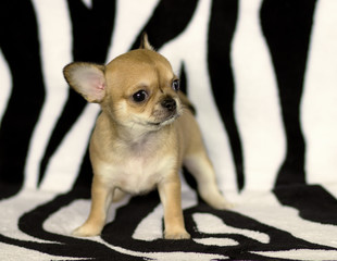 small chihuahua puppy
