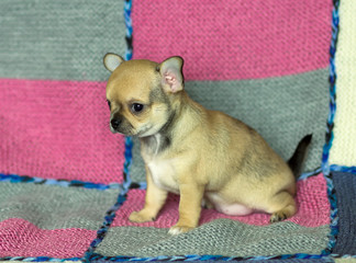 small chihuahua puppy
