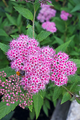 Spiraea Flower