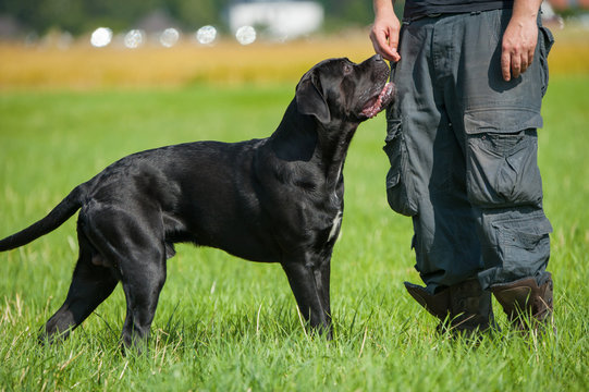 Hundetrainer mit Hund