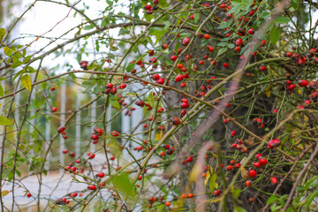 Briar berries