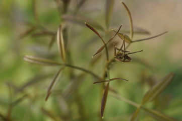 Узоры травы