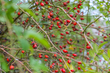 Briar berries