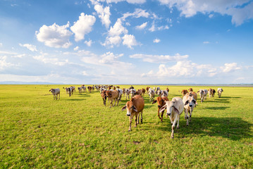 Cows grazing on a green lush meadow