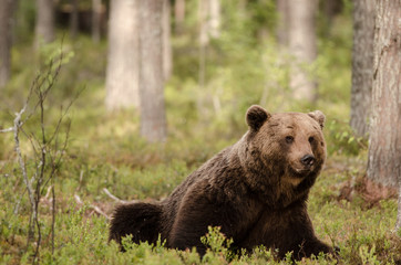 Brown bear sitting and eating