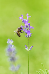 Bee on Lavender flower