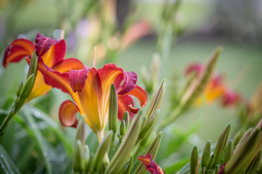 Blooms and Buds