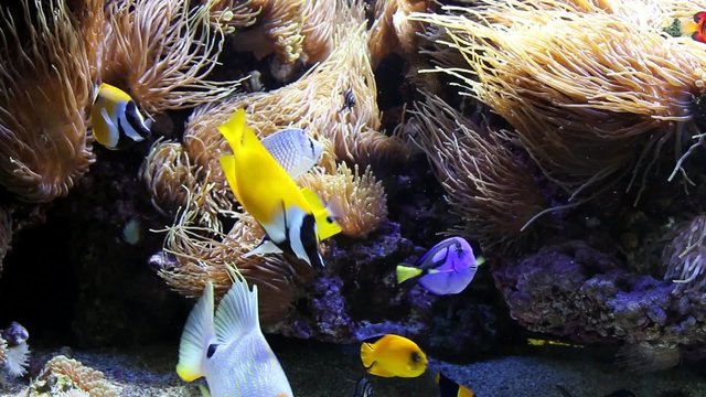 Poissons exotiques sur fond d'an&eacute;mones de mer