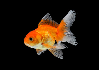 Gold fish. Isolation