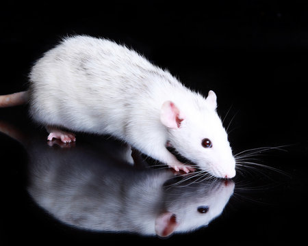 Female Rat