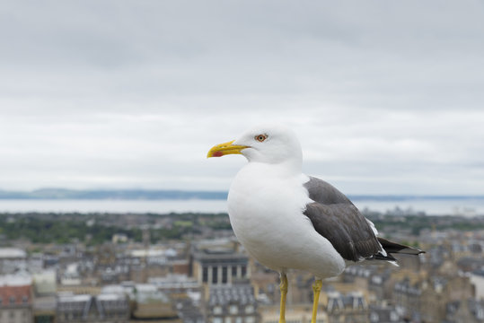 Seagull and Edinburgh city view in the background