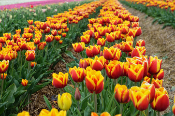 Orange Tulpen