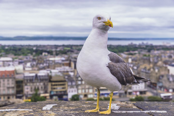 Seagull and Edinburgh city view in the background