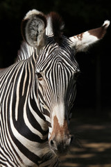 Grevy's zebra (Equus grevyi), also known as the imperial zebra.