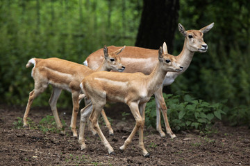 Indian blackbuck (Antilope cervicapra).